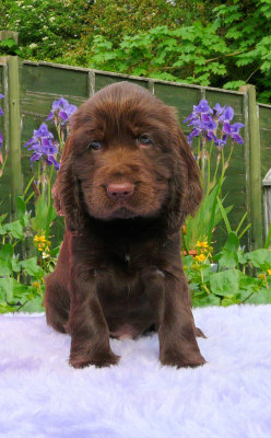 Lilly pups 229a.JPG