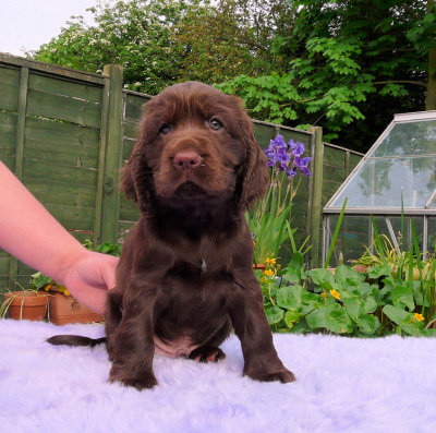 Lilly pups 233.JPG