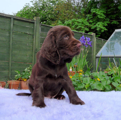 Lilly pups 234.JPG