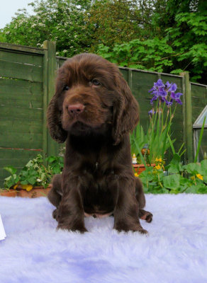 Lilly pups 235.JPG
