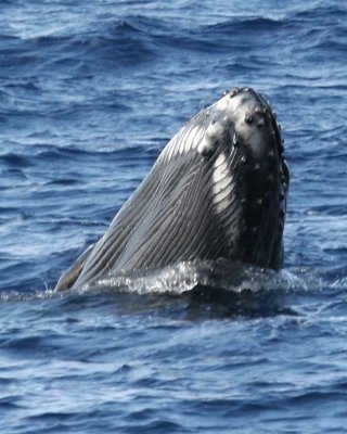 P_5185.jpg