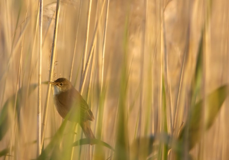 reed warbler