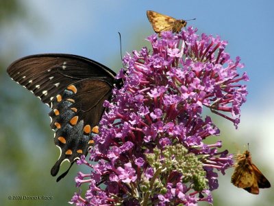 Spicebush Swallowtail and Skippers Butterfies