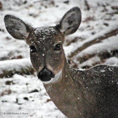 Whitetail Deer in WV ~ Aug-Dec 2008 Pblog