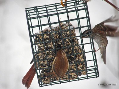 Cardinal, Carolina Wren, Sparrows