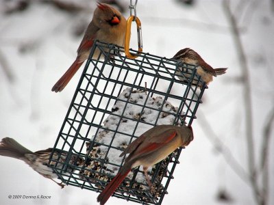 Cardinals, Sparrow, Carolina Wren