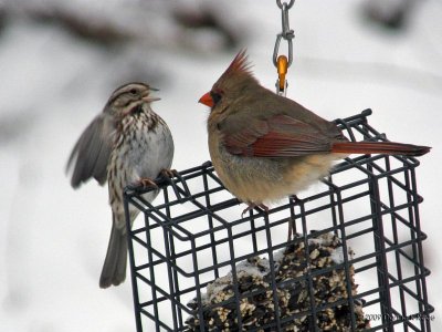 Sparrow and Female Cardinal