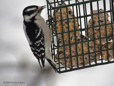Downy Woodpeck - female