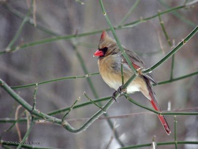 Cardinal - female