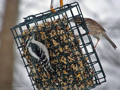 Downy Woodpecker - male, Sparrow