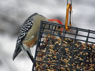 Red-bellied Woodpecker - male