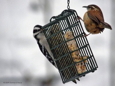 Downy Woodpecker, Carolina Wren