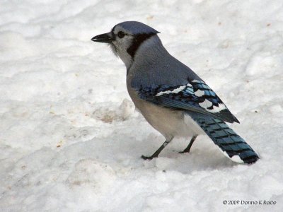 Eastern Bluejay