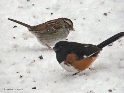 Sparrow, Rufous-sided Towhee