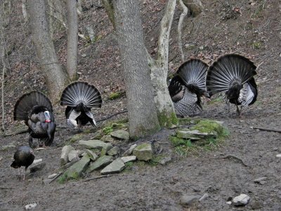 WV Wild Turkeys 2010 ~ SP560