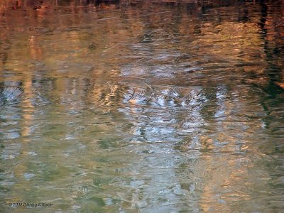 Our Vernal WV Pond ~ Patterns, Shadows, and Changes