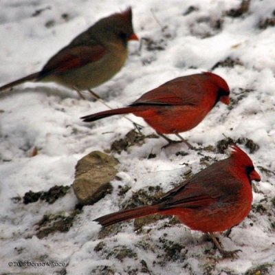 Triplets...Two Males, One Female Cardinal