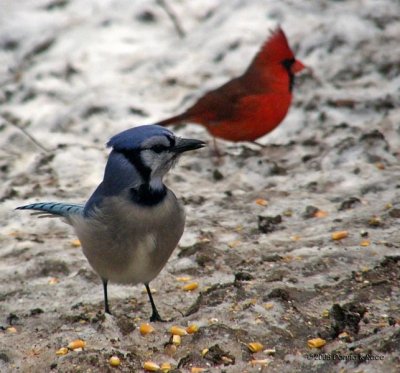 Eastern Blue Jay, Male Cardinal