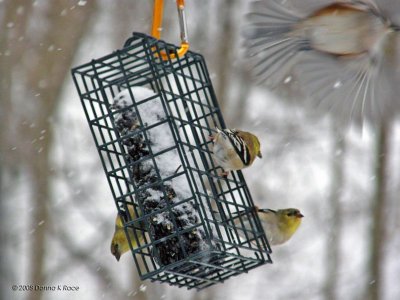 American Goldfinches, Tufted Titmouse