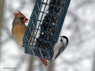 Female Cardinal, Carolina Chickadee