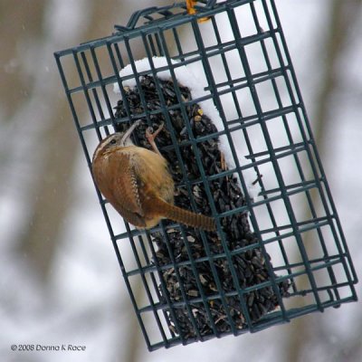 Carolina Wren