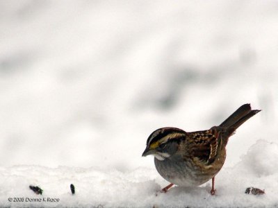 White-throated Sparrow