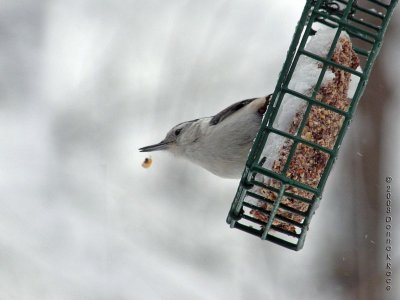 White-breasted Nuthatch