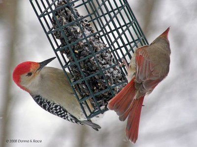 Male Red-bellied Woodpecker, Female Cardinal