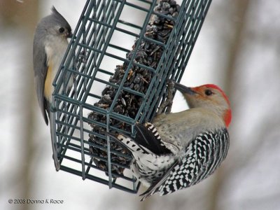 Tufted Titmouse, Male Red-bellied Woodpecker