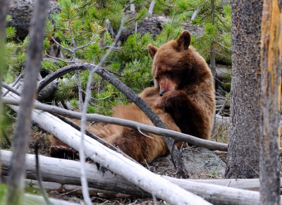 Black Bear Cleaning Up After a Kill
