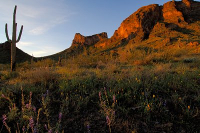 Wildflower Sunrise (PIchacho Peak)