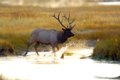 Elk Splash