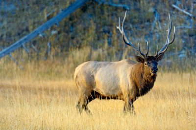 Elk Pose