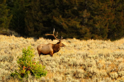 Meadow Elk