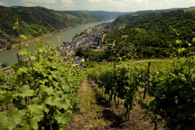Vineyards over Ober Wessel