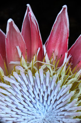 Day 2 winner - King Protea in full Bloom