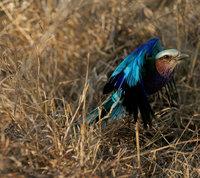 Lilac Breasted Roller In Flight