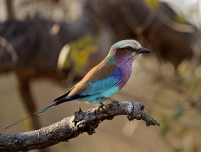 Lilac Breasted Roller - Stationary