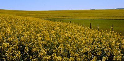 Canola Fields In Bloom - On way to garden route