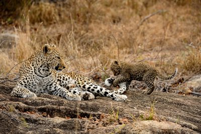 Leopard Mom and cub