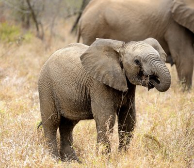 Baby Elephant Eating