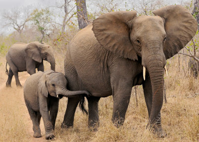 Baby and Mom in Herd