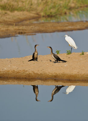 Bird Symetry