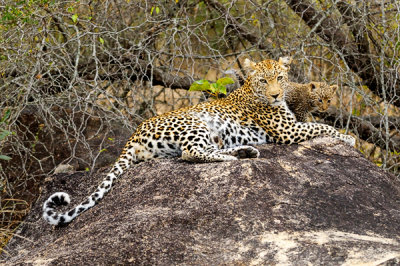 Leopard Mom and Cub In Repose