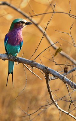 Lilac breasted roller in repose