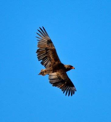 African Bateleur eagle in flight