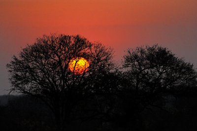 Sunset in acacia tree