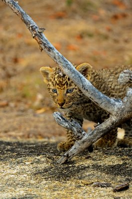 Leopard cub searches for mom