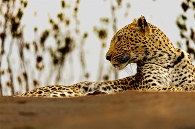 Leopard mom searches for threats