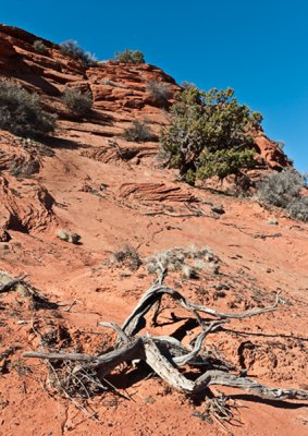 Coyote Buttes